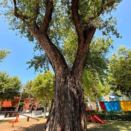 Al Vecchio Pioppo Bed & Breakfast Praia a Mare