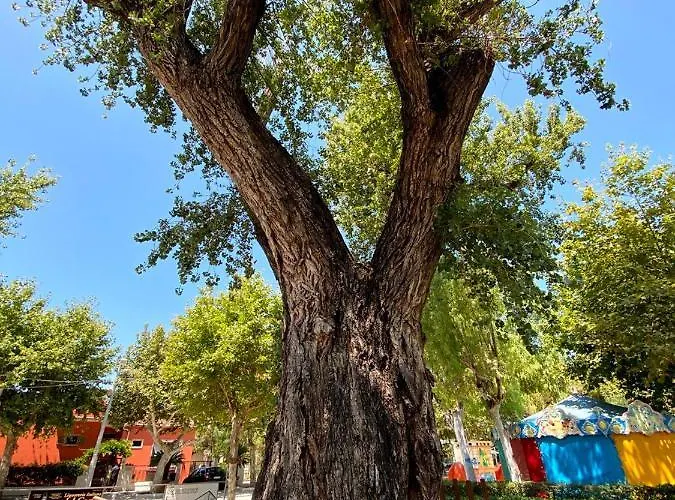 Al Vecchio Pioppo Frühstückspension Praia a Mare